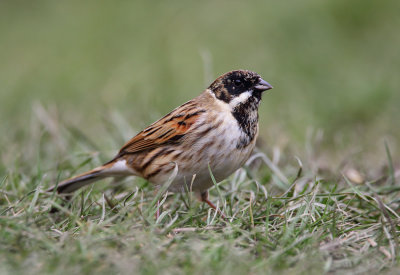 Bunting, Reed