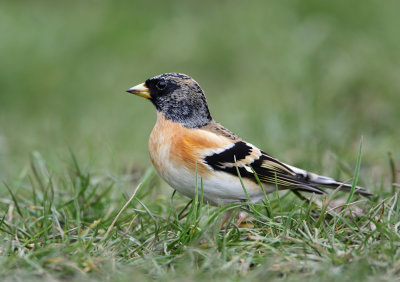 Brambling