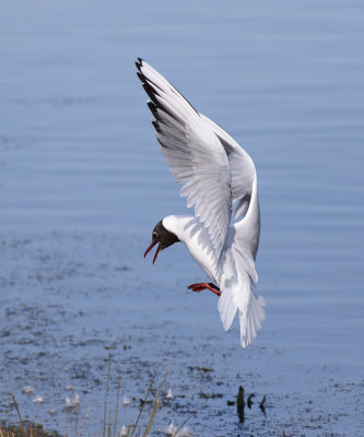 Gull, Black-headed