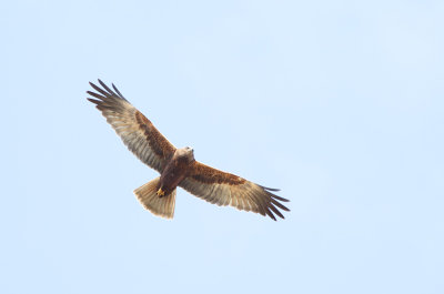 Marsh Harrier