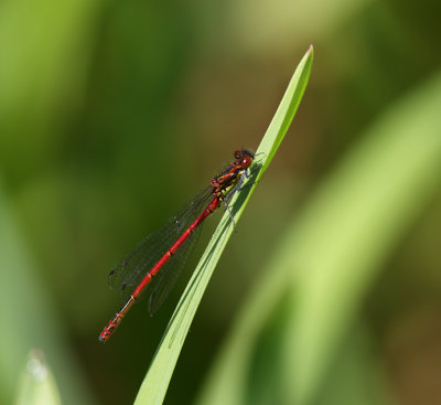 Large Red Damselfly