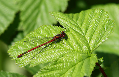 Large Red Damselfly