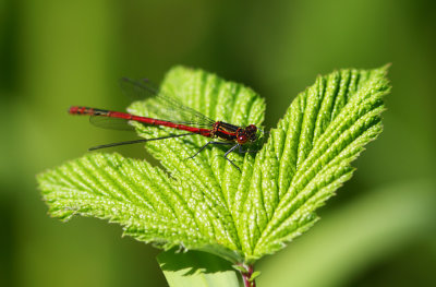 Large Red Damselfly