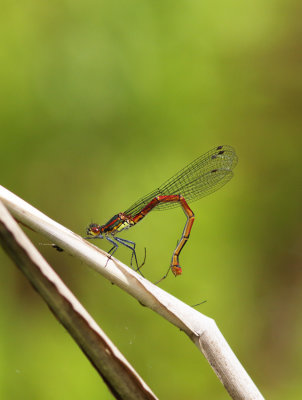 Damselfly, Large Red