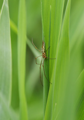Common Stretch Spider