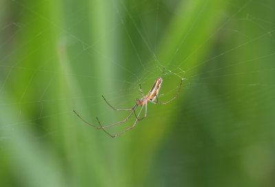 Common Stretch Spider