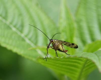 Scorpion Fly sp.