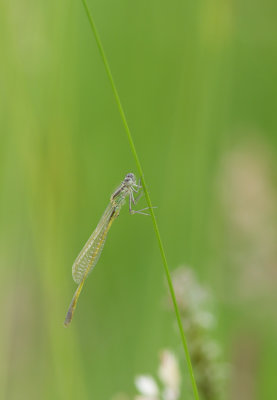 Common Blue Damselfly (teneral)