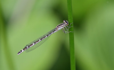 Common Blue Damselfly
