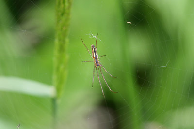 Common Stretch Spider