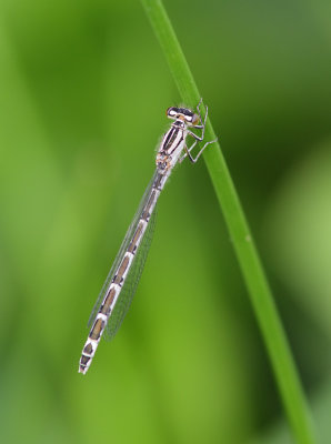 Common Blue Damselfly