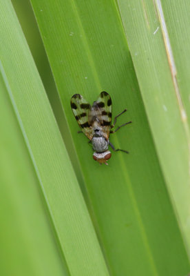 Banded Spotwing