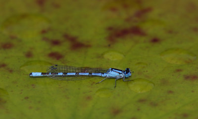 Damselfly, Common Blue