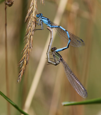 Common Blue Damselfly
