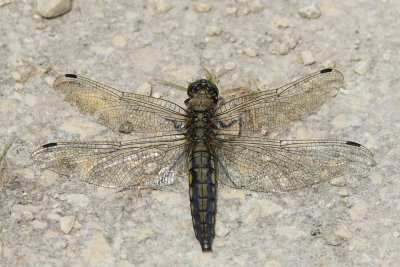 Broad-bodied Chaser