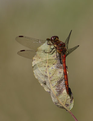 Common Darter