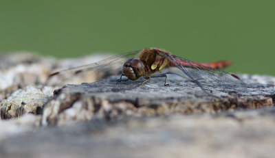 Common Darter