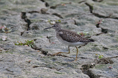 Sandpiper, Wood