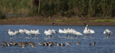 Spoonbill