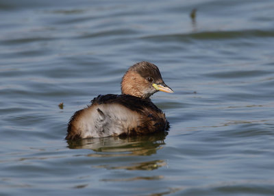 Little Grebe