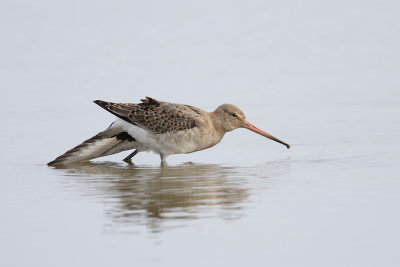 Black-tailed Godwit