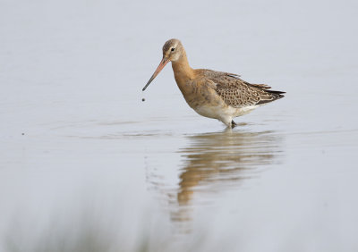 Black-tailed Godwit