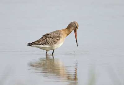 Black-tailed Godwit