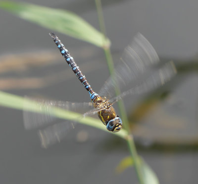 Migrant Hawker (male)