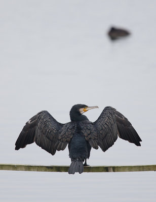 Cormorant