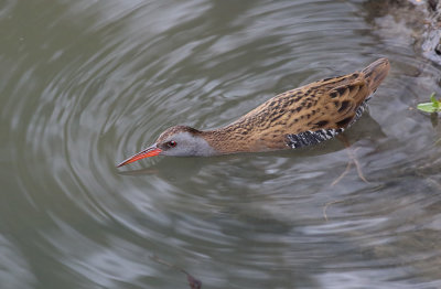 Rail, Water