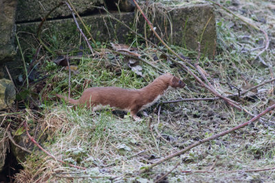 Weasel