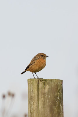 Stonechat