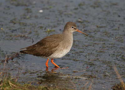 Redshank
