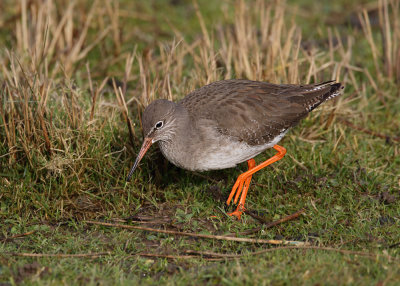Redshank