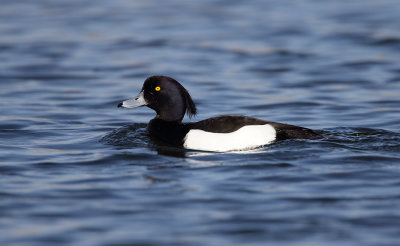 Tufted Duck