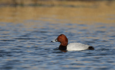 Pochard