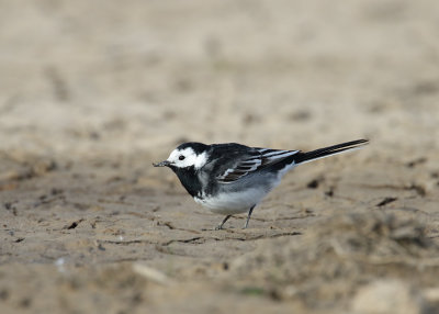 Wagtail, Pied