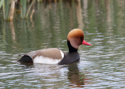 Red-crested Pochard