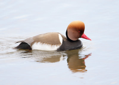 Pochard, Red-crested