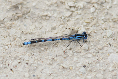 Common Blue Damselfly