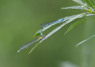 Common Blue Damselfly