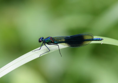 Demoiselle, Banded
