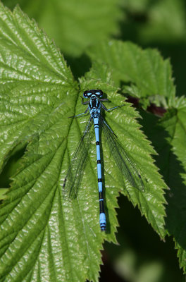 Azure Damselfly