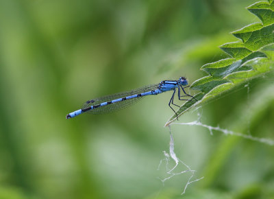 Common Blue Damselfly