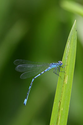 Azure Damselfly