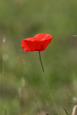 Field Poppy