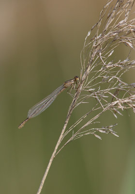 Common Blue Damselfly