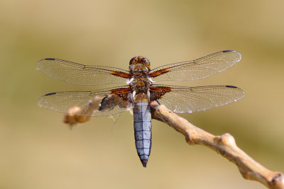 Broad-bodied Chaser