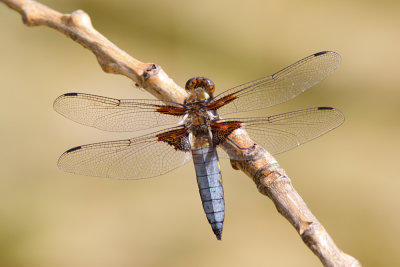 Broad-bodied Chaser