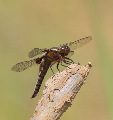 Broad-bodied Chaser